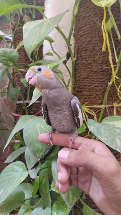 Birds for sale