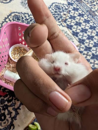 Hamster pair