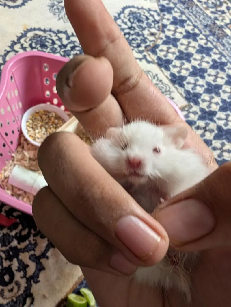 Hamster pair