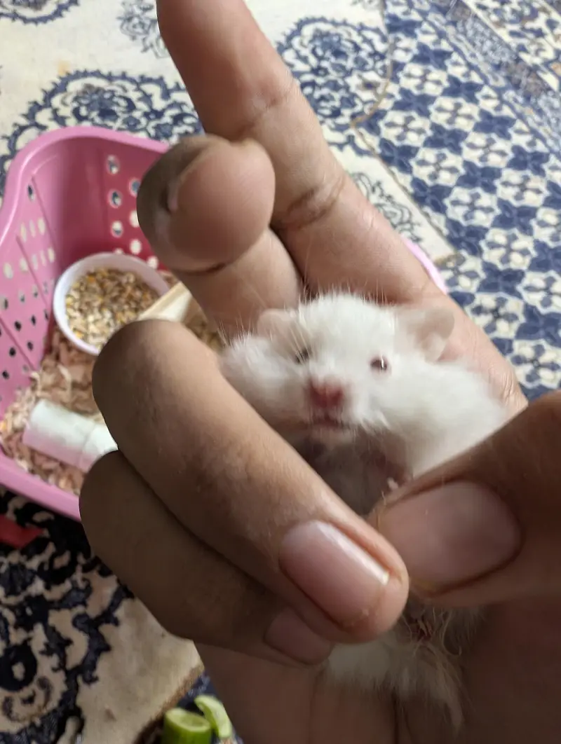 Hamster pair — photo 2