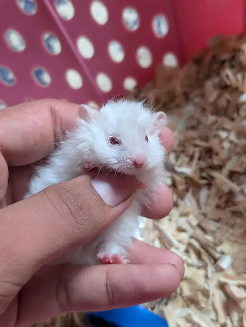 Hamster pair — photo 3