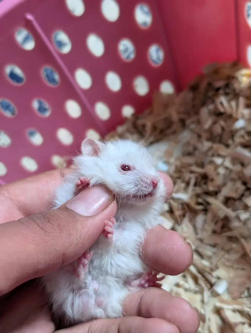 Hamster pair — photo 4