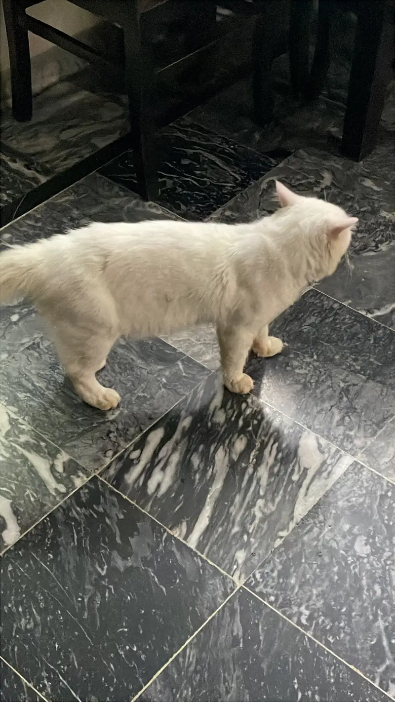 Persian Cat, Beautiful Cat, White Fluffy Cat — photo 3