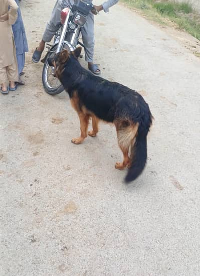 female German Shepherd double cot
