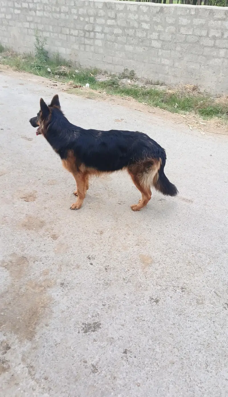 female German Shepherd double cot — photo 2