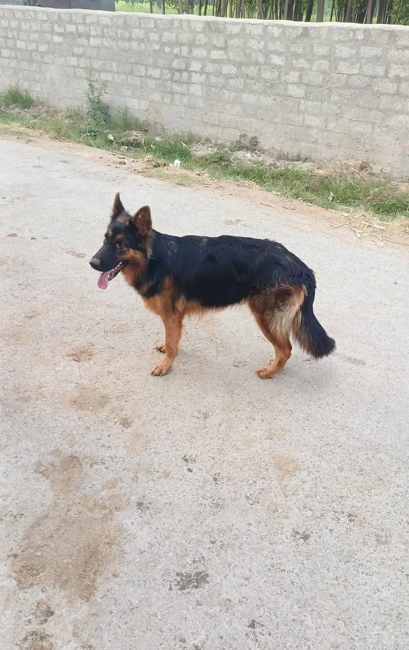 female German Shepherd double cot — photo 3