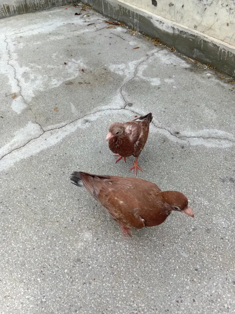 Pair of Pigeon Babies — photo 2