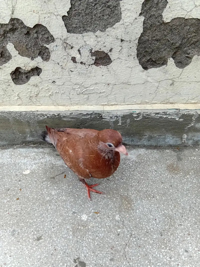 Pair of Pigeon Babies — photo 3