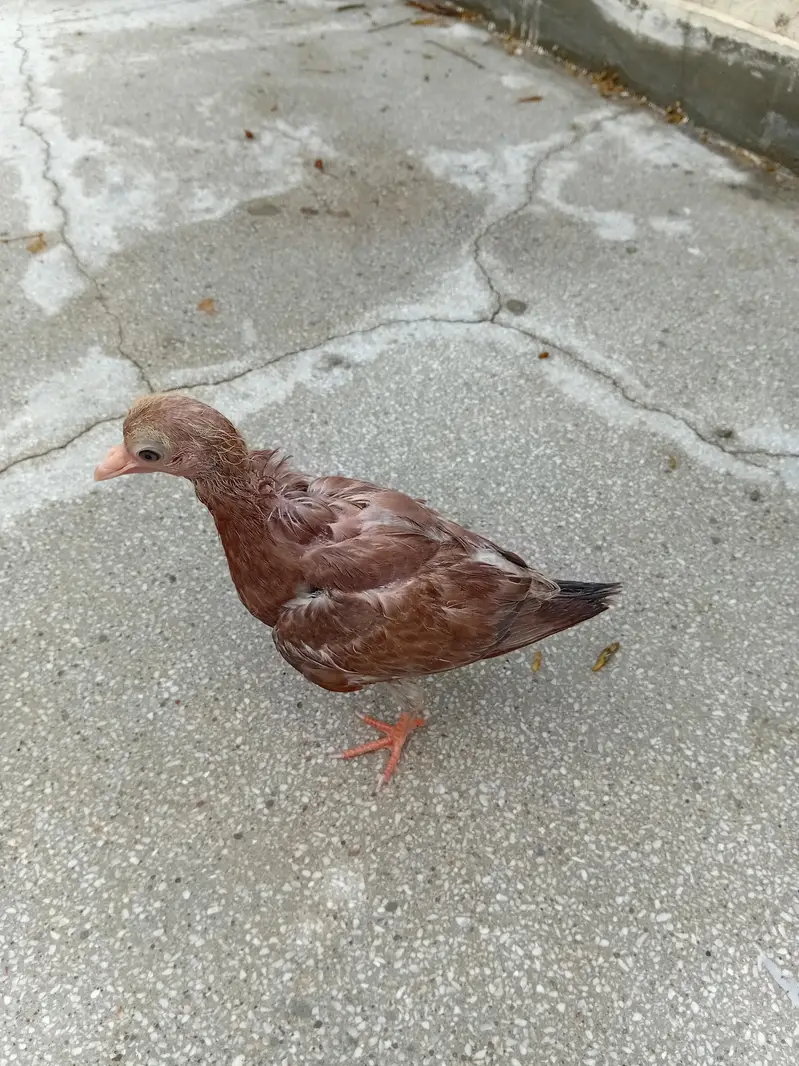 Pair of Pigeon Babies — photo 4