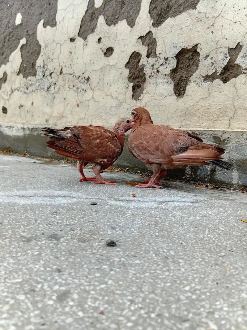 Pair of Pigeon Babies — photo 5