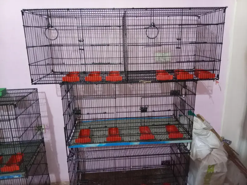 Umar and Master Cage for sale — photo 3