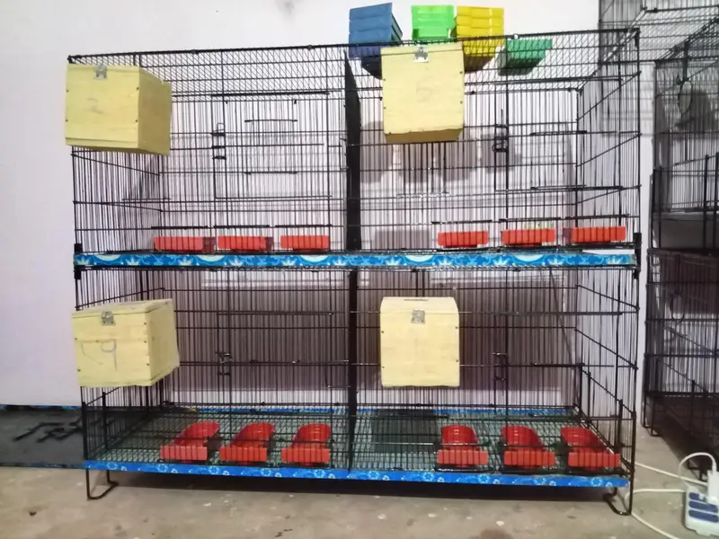 Umar and Master Cage for sale — photo 6