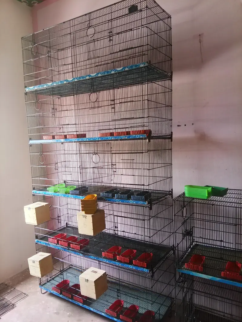 Umar and Master Cage for sale — photo 7