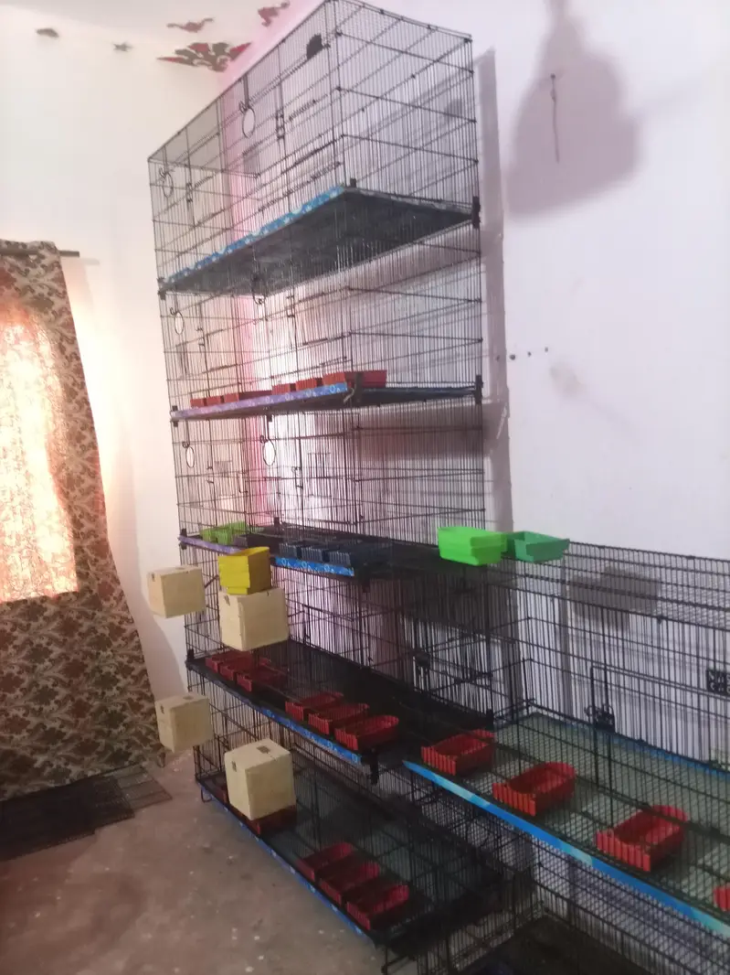 Umar and Master Cage for sale — photo 9