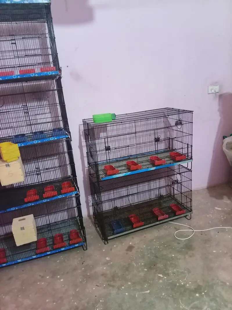 Umar and Master Cage for sale — photo 11