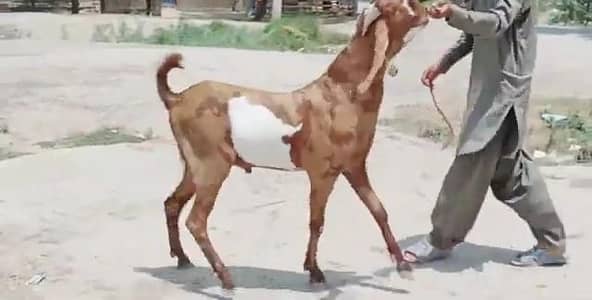 desi Bakra for sale/03487390292