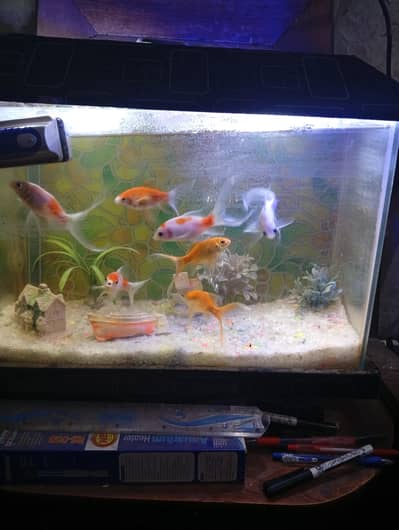 beautiful small house decor aquarium 7 different colour koi fishes