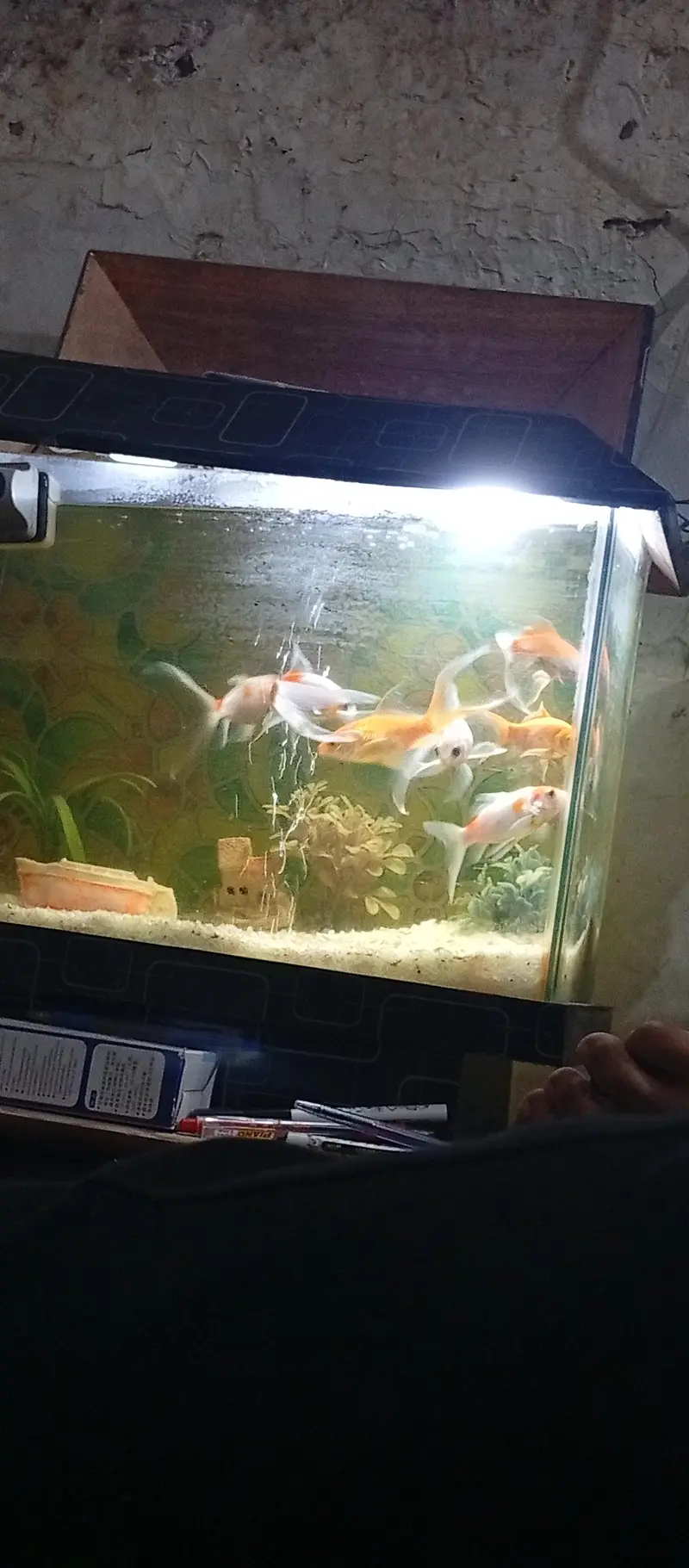 beautiful small house decor aquarium 7 different colour koi fishes — photo 2