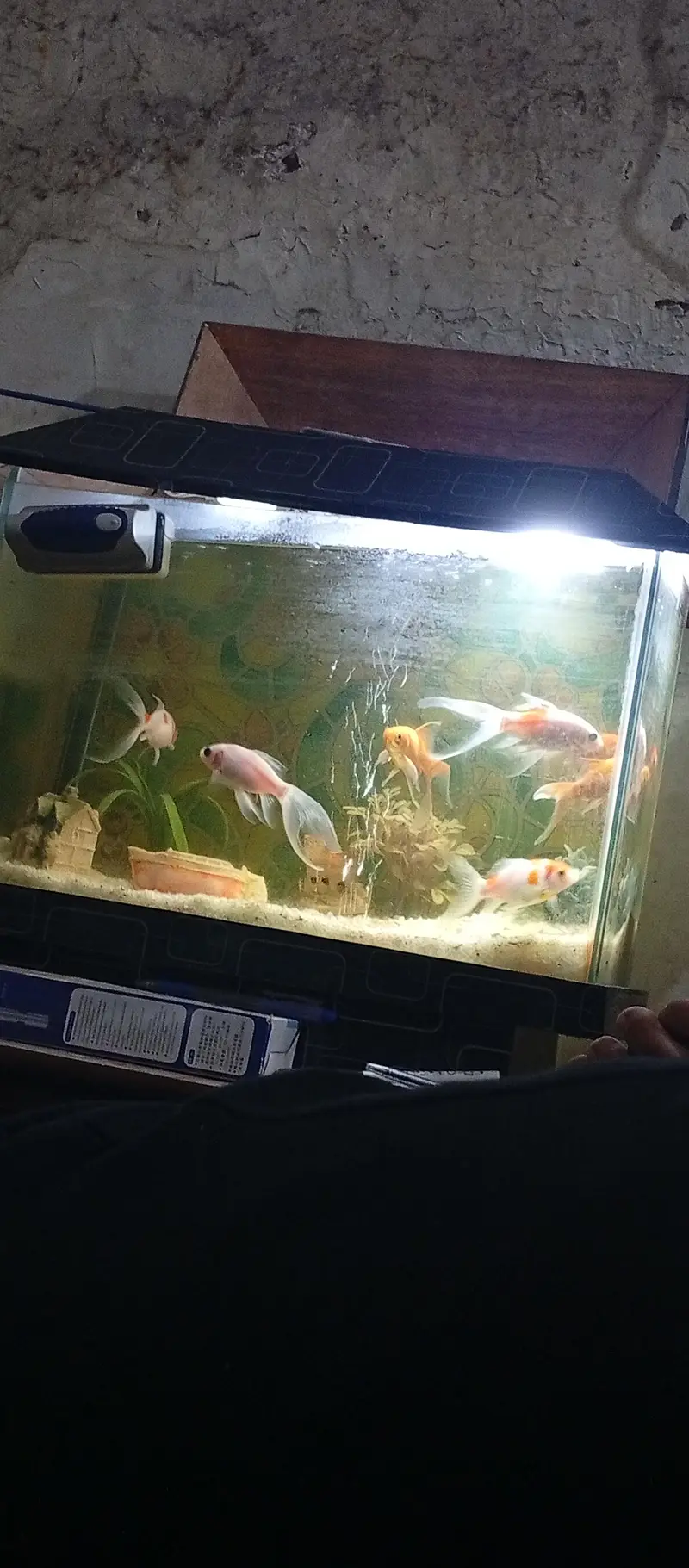 beautiful small house decor aquarium 7 different colour koi fishes — photo 3