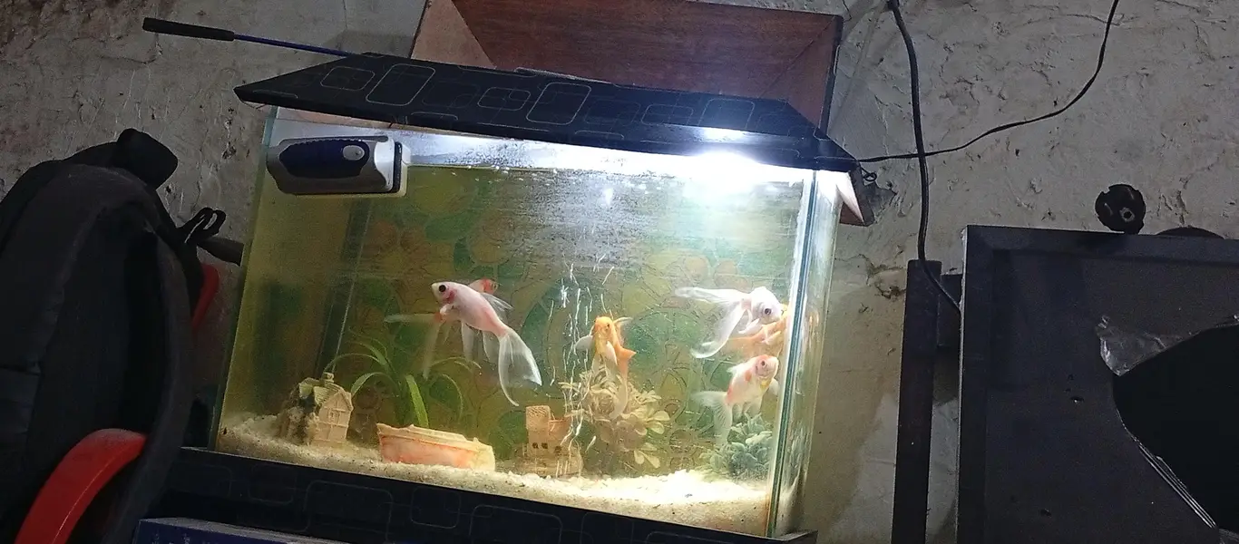 beautiful small house decor aquarium 7 different colour koi fishes — photo 4