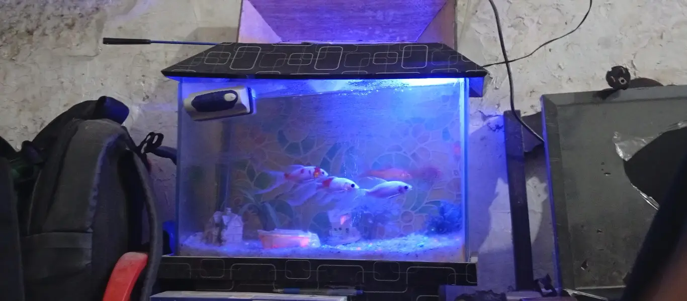 beautiful small house decor aquarium 7 different colour koi fishes — photo 5