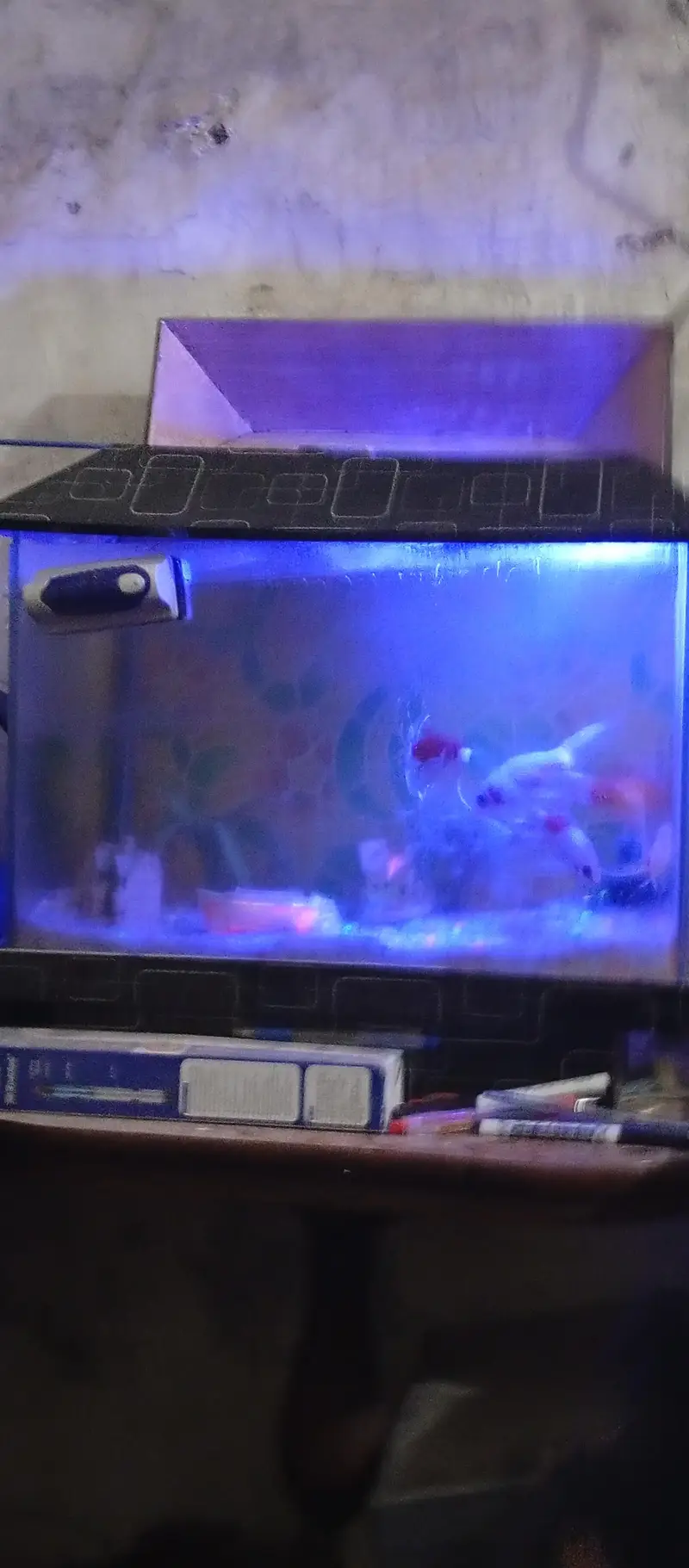 beautiful small house decor aquarium 7 different colour koi fishes — photo 6