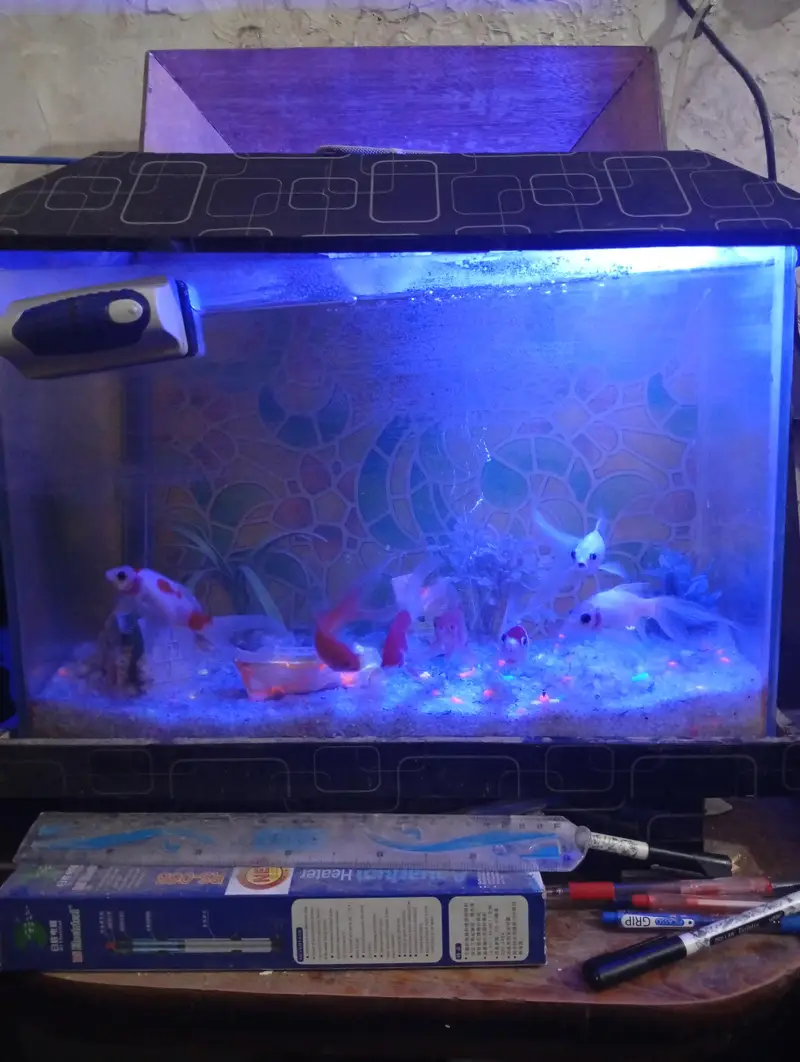 beautiful small house decor aquarium 7 different colour koi fishes — photo 7
