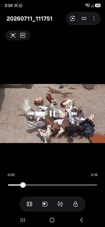 ALL SETUP FOR SALE . . MIX . POUTER. POMERIAN. FANTAIL.