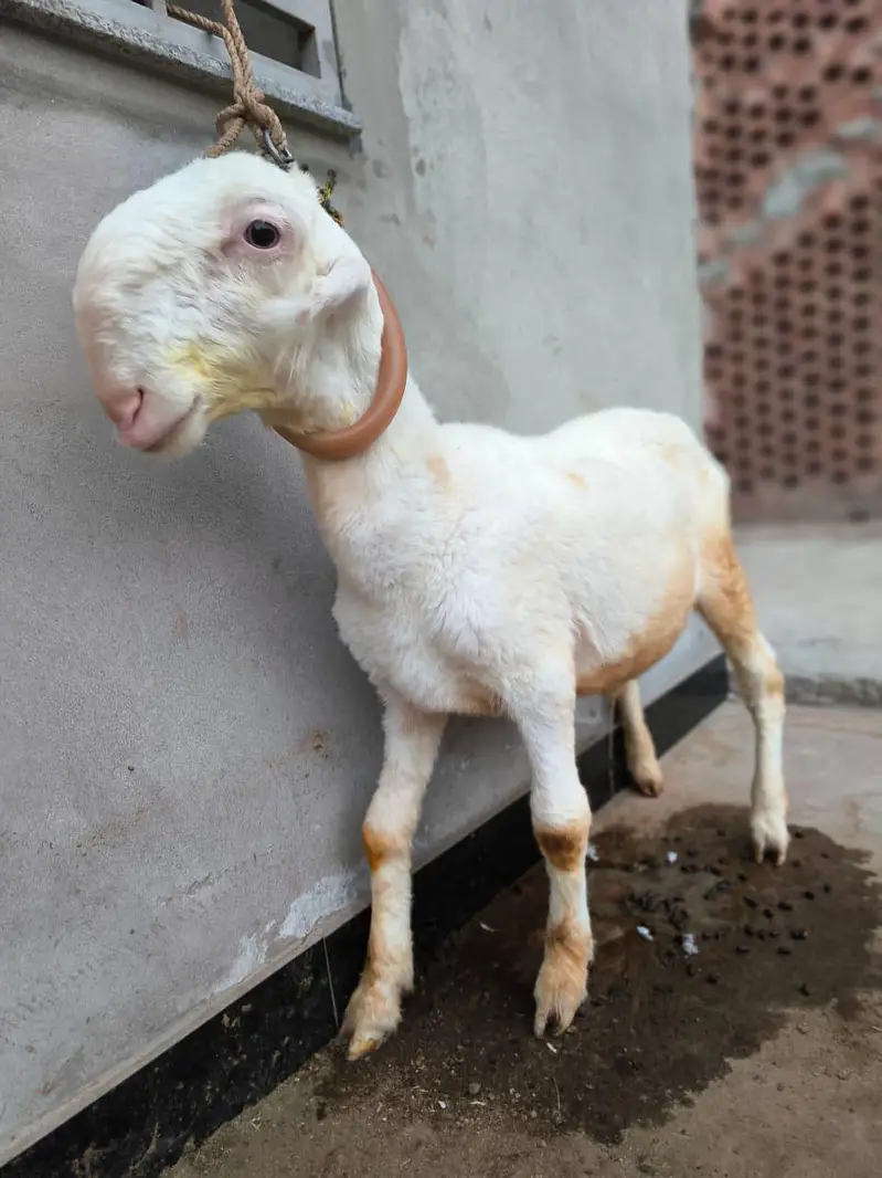 Gulabi Mundra Bacha — photo 3