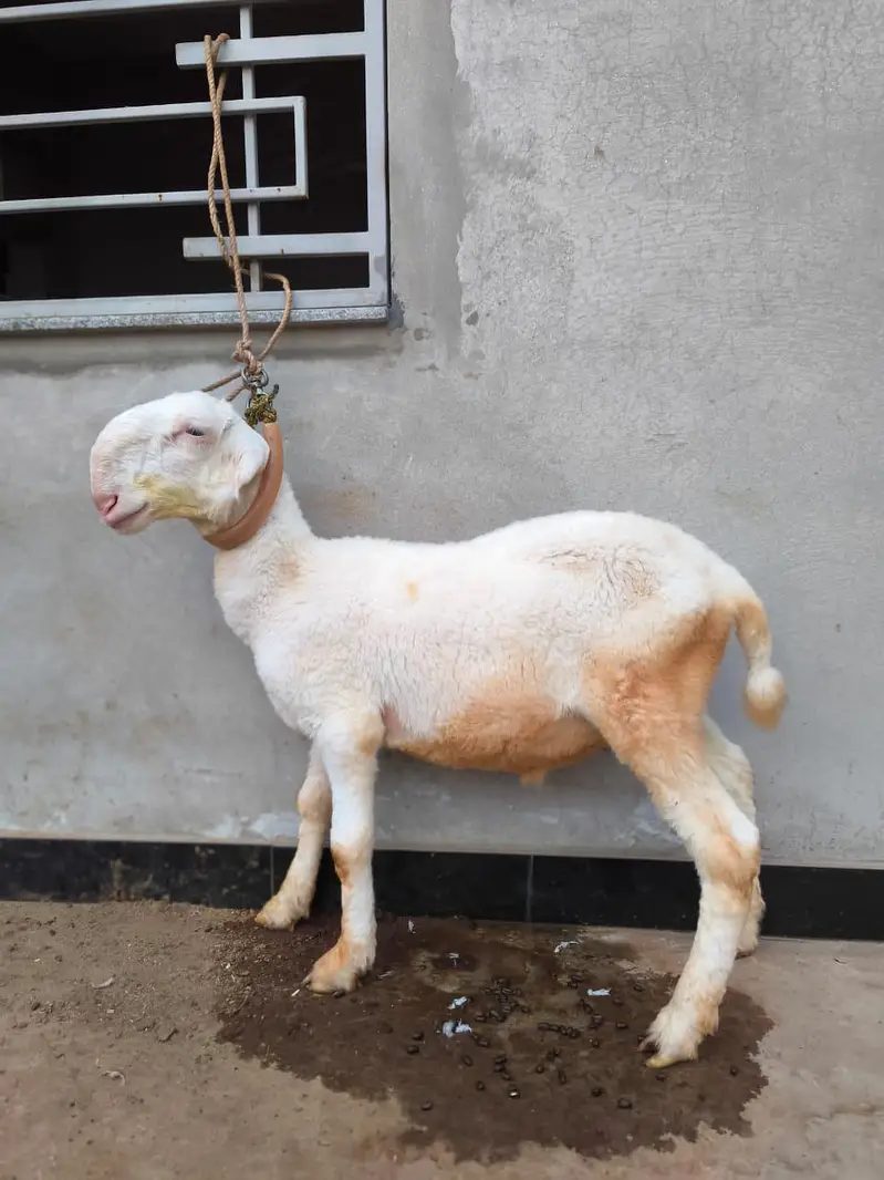 Gulabi Mundra Bacha — photo 4