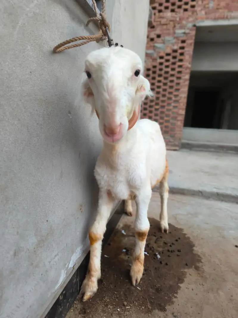 Gulabi Mundra Bacha — photo 5