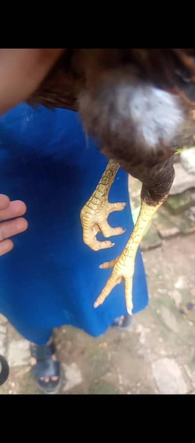 Top Quality Active phatha (3 Months) number 03143561545