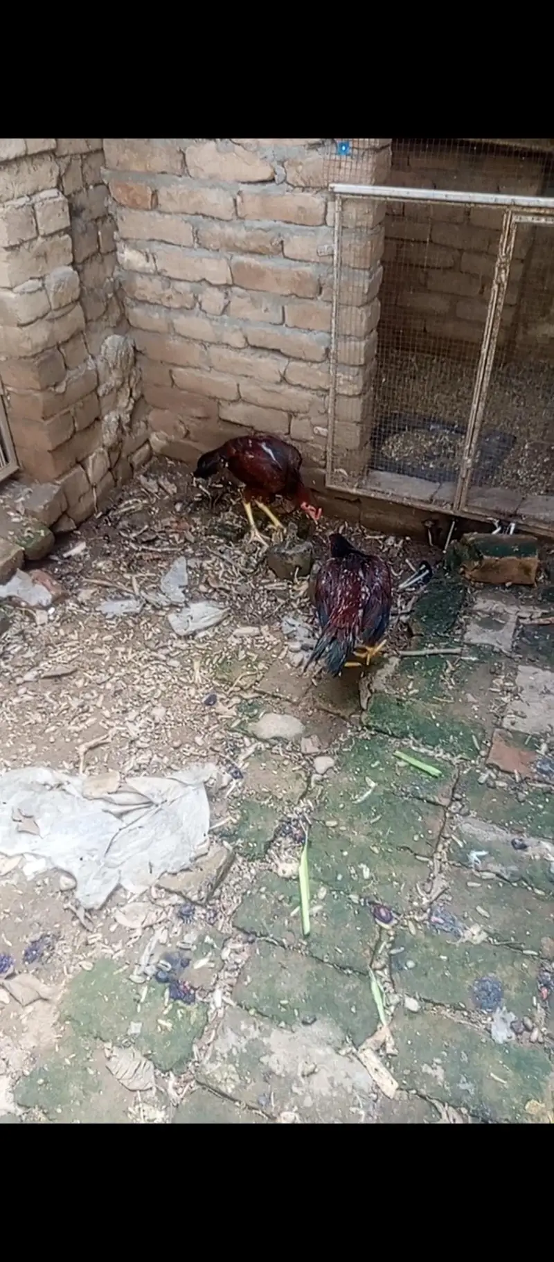Top Quality Active phatha (3 Months) number 03143561545 — photo 2