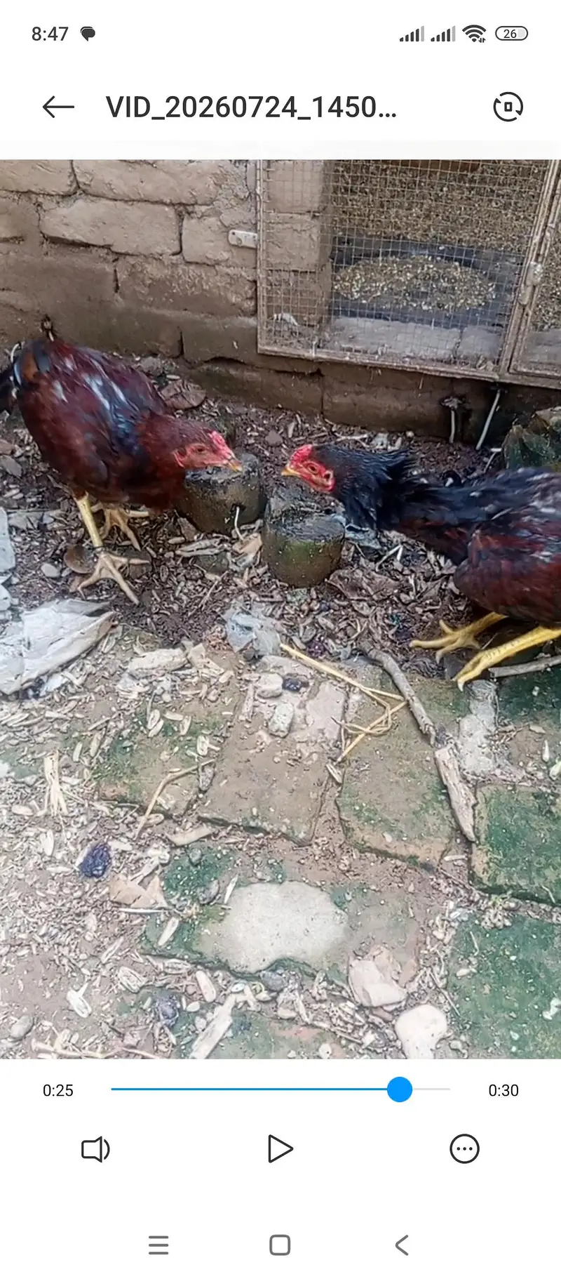 Top Quality Active phatha (3 Months) number 03143561545 — photo 3
