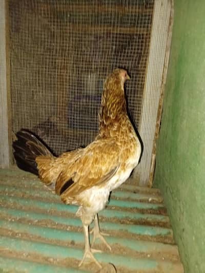 Aseel Murgi For Sale Urgent