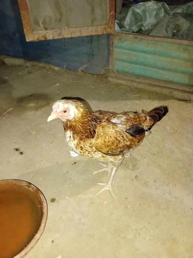 Aseel Murgi For Sale Urgent — photo 2