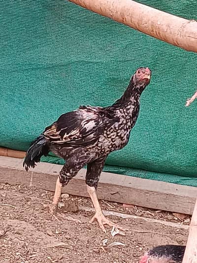 aseel for sale