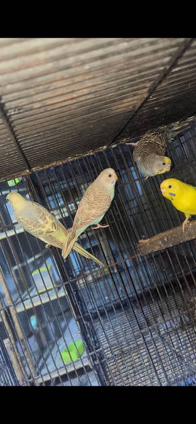 Australian parrot rainbow working