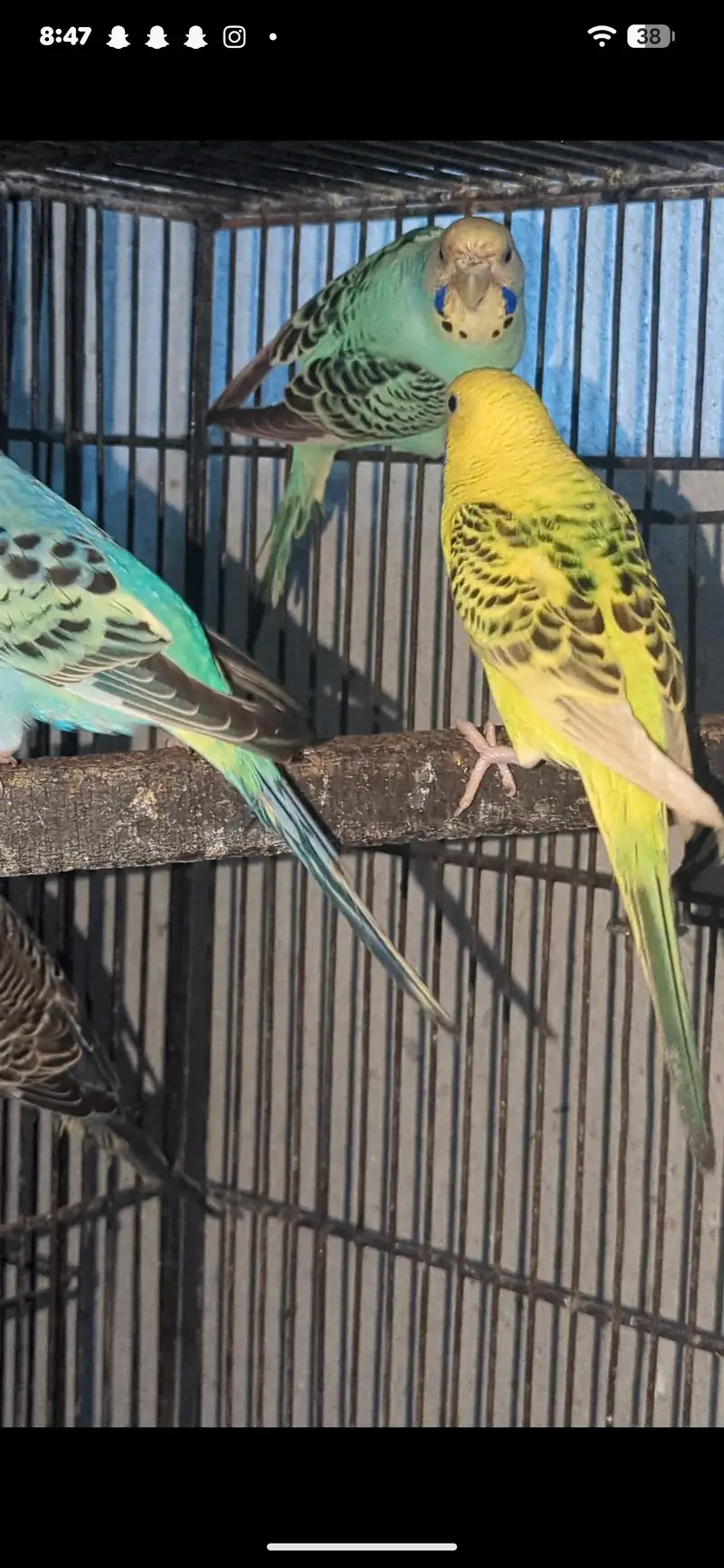 Australian parrot rainbow working — photo 2