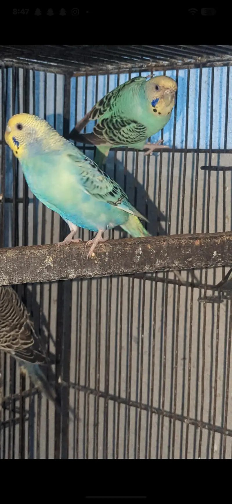 Australian parrot rainbow working — photo 3