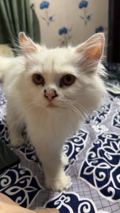 The Persian tripple cotted cat