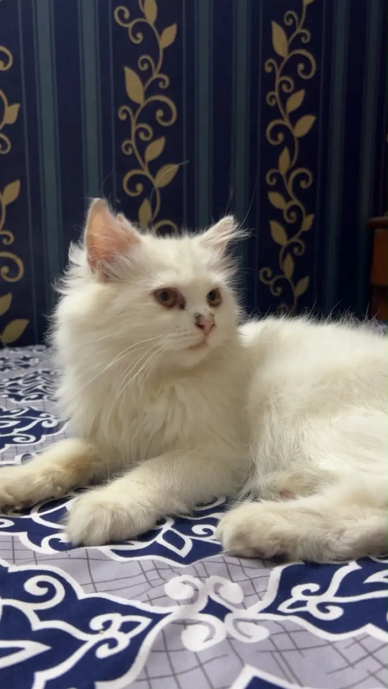 The Persian tripple cotted cat — photo 2