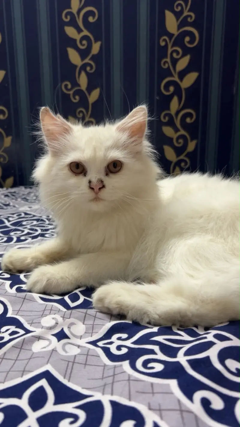 The Persian tripple cotted cat — photo 3