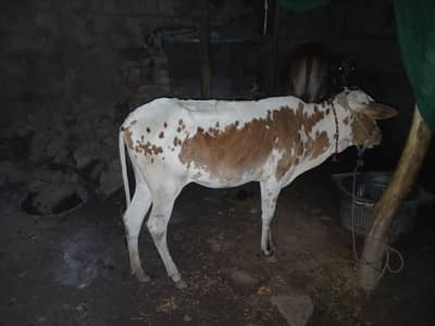 cow and bachri for sale