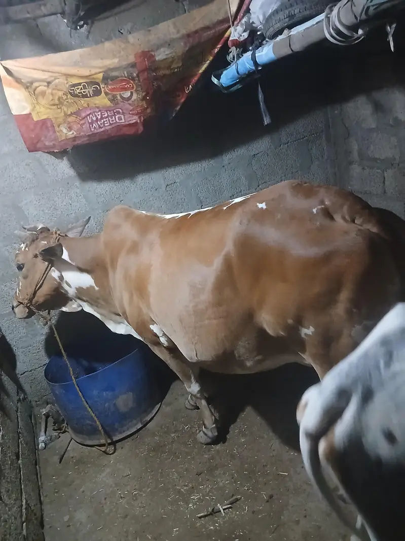 cow and bachri for sale — photo 2