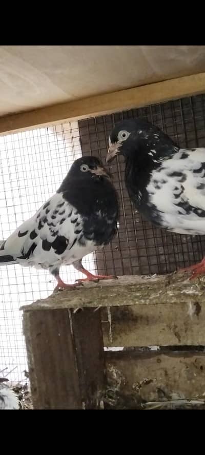 rampuri breeder pair available