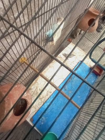 cage ke sath pair hai
