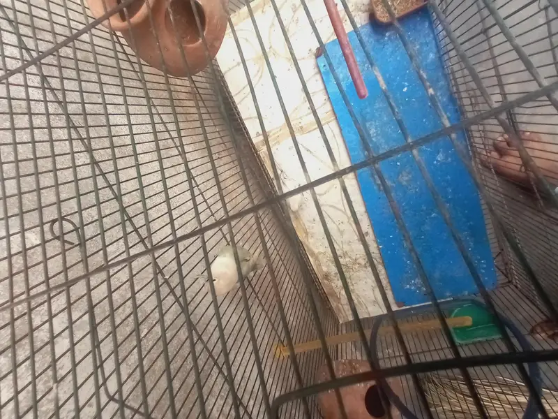 cage ke sath pair hai — photo 2