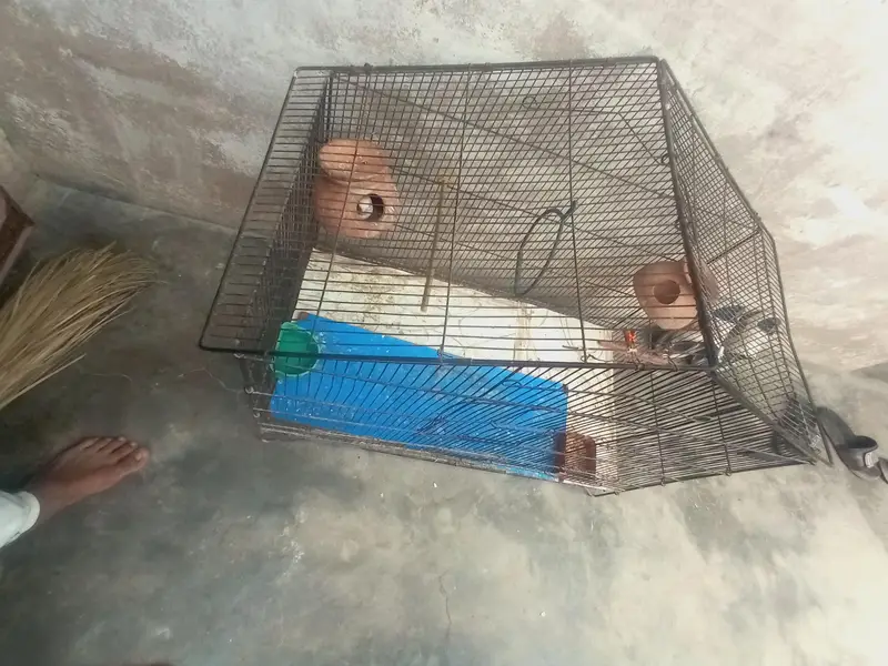 cage ke sath pair hai — photo 3