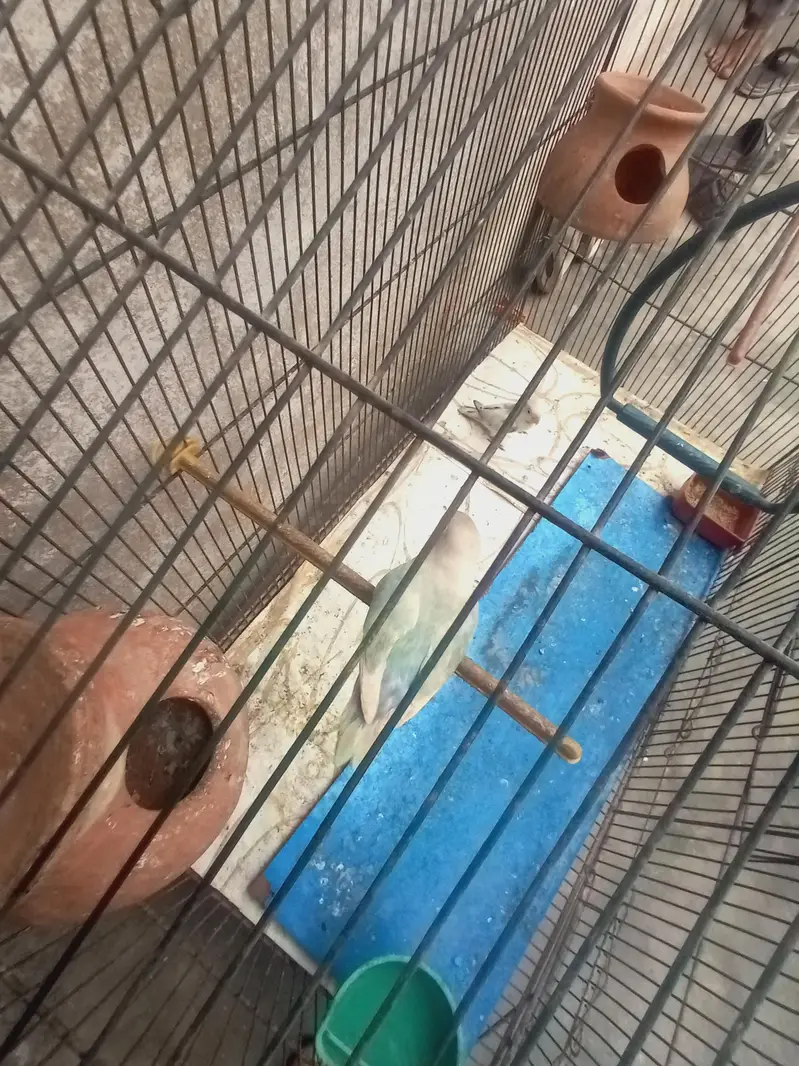 cage ke sath pair hai — photo 4
